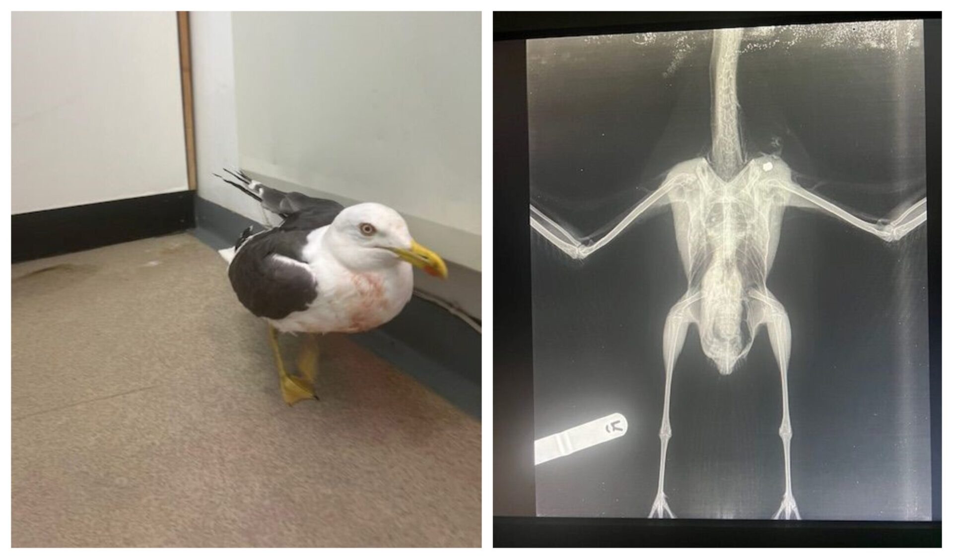 gull final - News for Peterborough and Cambridgeshire News for Peterborough and Cambridgeshire - Wounded gull being cared for by RSPCA at East Winch Wildlife Hospital near King’s Lynn (right) with X-ray of injuries. Image: RSPCA