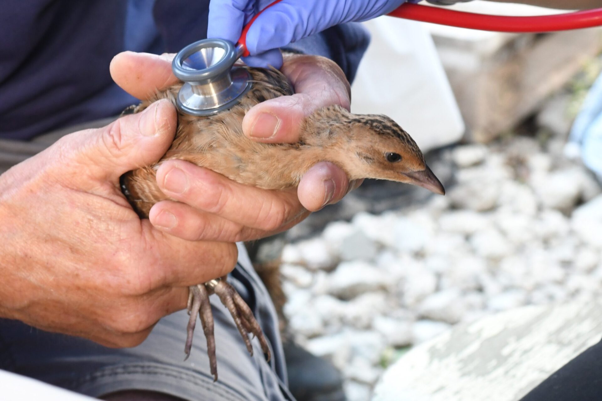 A corncrake chick undergoing a health check before being released into the wild. Credit_ WWT - Billy Heaney - News for Peterborough and Cambridgeshire News for Peterborough and Cambridgeshire - Photo: A corncrake chick undergoing a health check before being released into the wild. Credit: WWT/Billy Heaney.