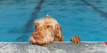 Peterborough Lido Dog Swim - Four legged friends invited to take a dip at the end of the Lido’s season in the pool. Sunday 29 September 2024. Picture by Terry Harris.