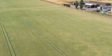 Savills describes the Newborough Estate as a mixed farming estate that includes a number of tenancies, with the majority being Farm Business Tenancies (FBT). IMAGE: Savills