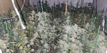 A teenager who was found asleep in a house in Wimblington, Cambridgeshire which had been transformed into a cannabis factory has been jailed.