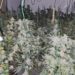 Cannabis - News for Peterborough and Cambridgeshire News for Peterborough and Cambridgeshire - A teenager who was found asleep in a house in Wimblington, Cambridgeshire which had been transformed into a cannabis factory has been jailed.