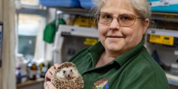 Heather Johnson, 49, runs a hedgehog hostel from her home in Chatteris, Cambridgeshire, but says she urgently needs more space after being inundated with hedgehogs due to a bumper breeding season and unpredictable weather. PHOTO: Terry Harris