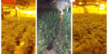 Police found 717 cannabis plants – with a street value of more than £700,000 – during the raid at Sawtry Business Park on Saturday.