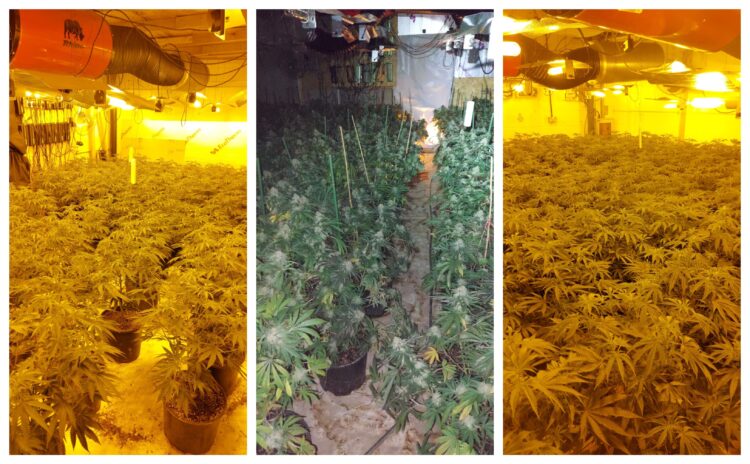 News for Peterborough and Cambridgeshire - Police found 717 cannabis plants – with a street value of more than £700,000 – during the raid at Sawtry Business Park on Saturday.