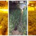 sawtry - News for Peterborough and Cambridgeshire News for Peterborough and Cambridgeshire - Police found 717 cannabis plants – with a street value of more than £700,000 – during the raid at Sawtry Business Park on Saturday.