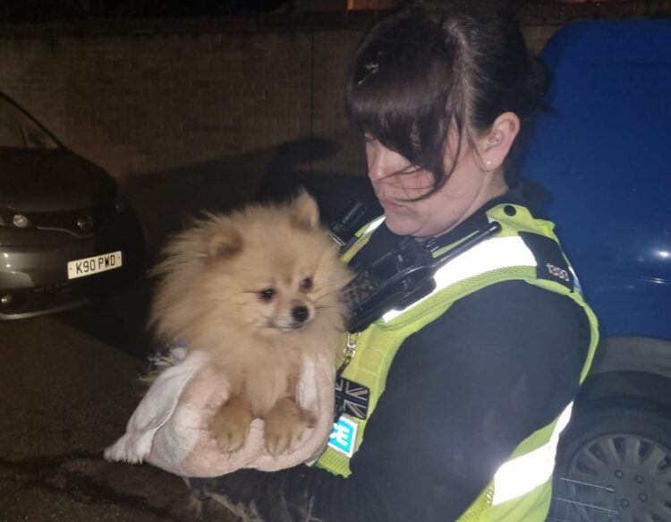 PC Kirsty Hulley with one of the rescued dogs.jpg 2 - News for Peterborough and Cambridgeshire News for Peterborough and Cambridgeshire - PC Kirsty Hulley, who investigated, said: 'This was a horrendous and shocking case of animal neglect and one I will never forget.' Pictured with one of the dogs she helped to rescue.