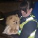 PC Kirsty Hulley with one of the rescued dogs.jpg 2 - News for Peterborough and Cambridgeshire News for Peterborough and Cambridgeshire - PC Kirsty Hulley, who investigated, said: 'This was a horrendous and shocking case of animal neglect and one I will never forget.' Pictured with one of the dogs she helped to rescue.
