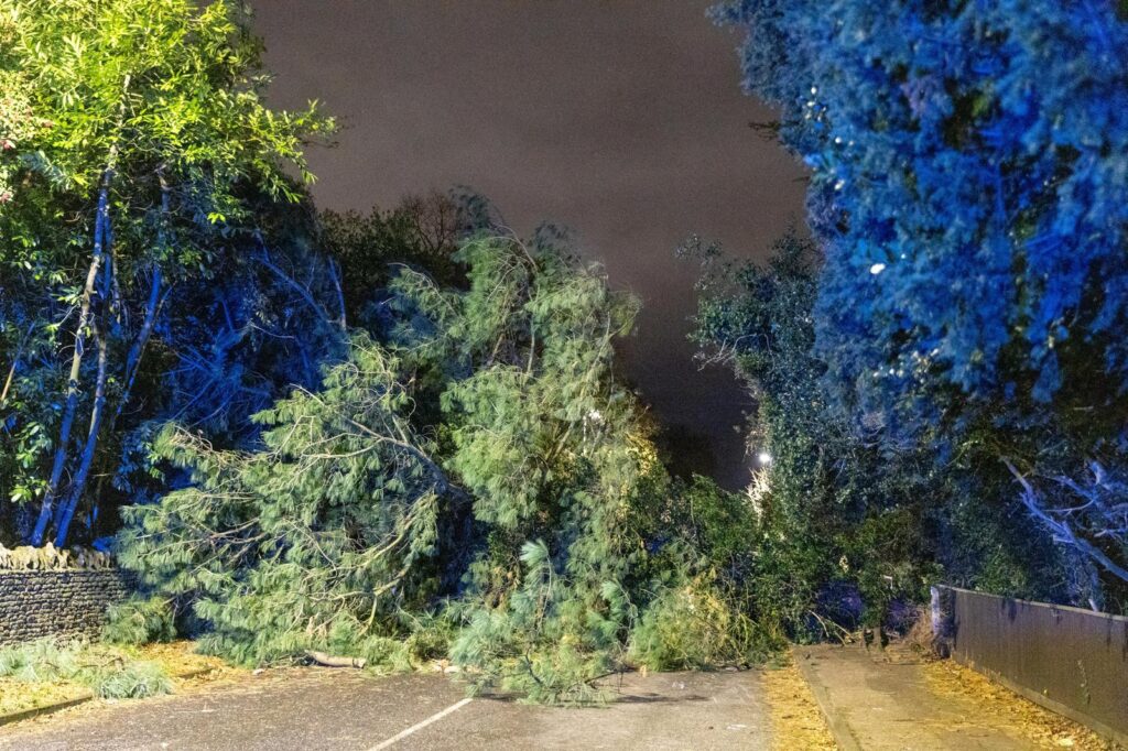 WhatsApp Image 2024-12-07 at 19.43.52_08728278 - News for Peterborough and Cambridgeshire Scene on Thorpe Road Peterborough tonight – December 7 – after falling tree hits car PHOTO: Terry Harris