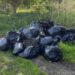 fly tip in Wimblington 002 - News for Peterborough and Cambridgeshire News for Peterborough and Cambridgeshire - Mound of bin bags dumped in Workhouse Drove, Wimblington, led to the conviction of the householder who handed them over to a rogue trader PHOTO: Fenland District Council