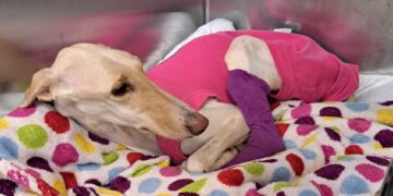 Emaciated lurcher was lifeless when she was taken into the care of the RSPCA Block Fen Centre in Cambridgeshire, but every day is making small steps on her road to recovery IMAGES: RSPCA