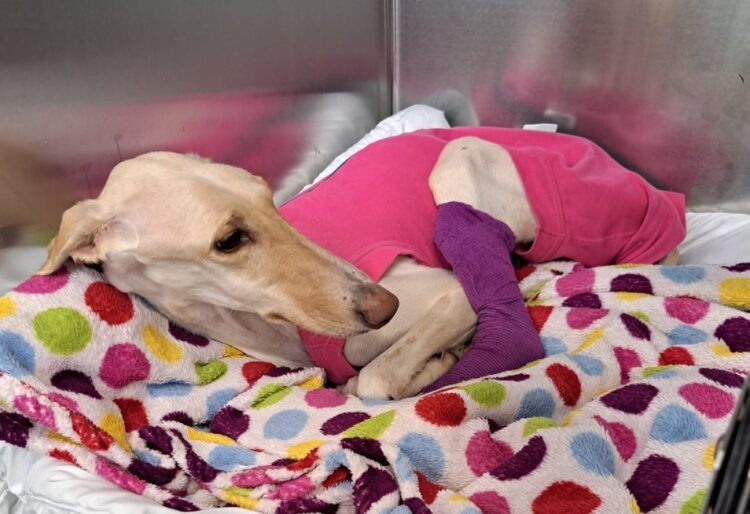 dog 1 - News for Peterborough and Cambridgeshire News for Peterborough and Cambridgeshire - Emaciated lurcher was lifeless when she was taken into the care of the RSPCA Block Fen Centre in Cambridgeshire, but every day is making small steps on her road to recovery IMAGES: RSPCA