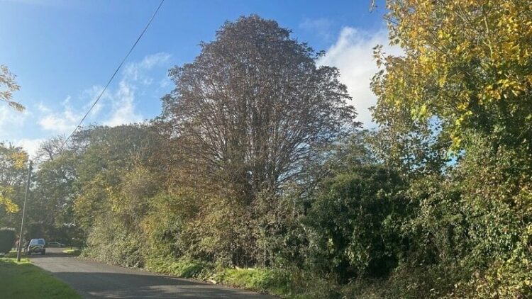 tree 5 - News for Peterborough and Cambridgeshire News for Peterborough and Cambridgeshire - A strip of land is at the centre of the fight with residents of March. The dispute centres on a 120-metre by five-metre strip of land owned by Cambridgeshire County Council but leased to the Neale-Wade Academy. Developers say they need it to widen Barkers Lane to meet conditions of outline planning consent granted in October 2024.