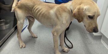 RSPCA Inspector Dean Astillberry who investigated the case said after the hearing: “As an RSPCA Inspector with 30 years experience it is clear to me that these dogs were living in circumstances that were likely to cause them suffering