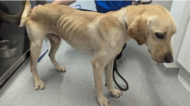 dog 1 - News for Peterborough and Cambridgeshire News for Peterborough and Cambridgeshire - RSPCA Inspector Dean Astillberry who investigated the case said after the hearing: “As an RSPCA Inspector with 30 years experience it is clear to me that these dogs were living in circumstances that were likely to cause them suffering