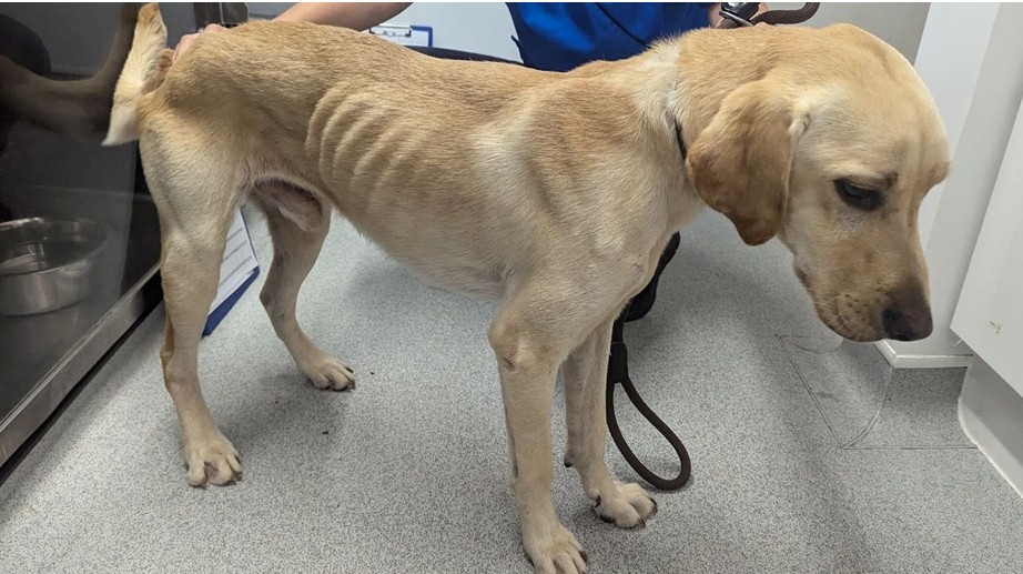 dog 1 - News for Peterborough and Cambridgeshire RSPCA Inspector Dean Astillberry who investigated the case said after the hearing: “As an RSPCA Inspector with 30 years experience it is clear to me that these dogs were living in circumstances that were likely to cause them suffering