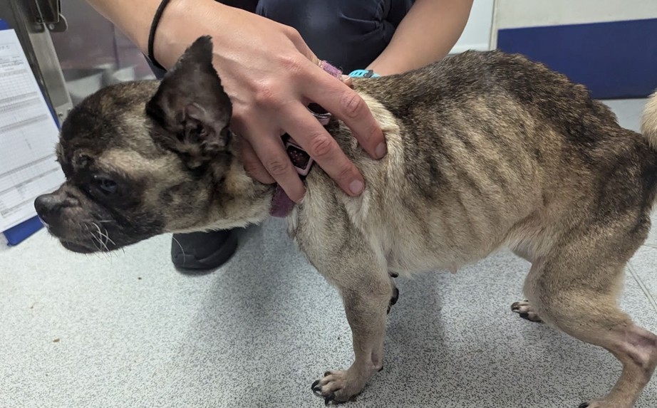 dog 2 - News for Peterborough and Cambridgeshire News for Peterborough and Cambridgeshire - RSPCA Inspector Dean Astillberry who investigated the case said after the hearing: “As an RSPCA Inspector with 30 years experience it is clear to me that these dogs were living in circumstances that were likely to cause them suffering