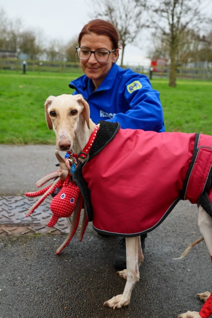 Little lurcher Peanut, who was just skin and bone when she was found collapsed and dumped in a ditch in a country lane, is set to celebrate her first Christmas with her loving new family