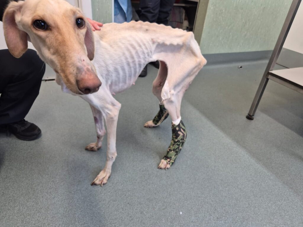 Little lurcher Peanut, who was just skin and bone when she was found collapsed and dumped in a ditch in a country lane, is set to celebrate her first Christmas with her loving new family
