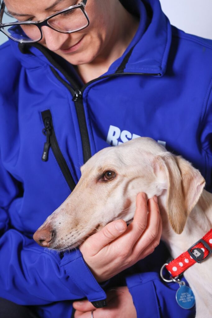 Little lurcher Peanut, who was just skin and bone when she was found collapsed and dumped in a ditch in a country lane, is set to celebrate her first Christmas with her loving new family