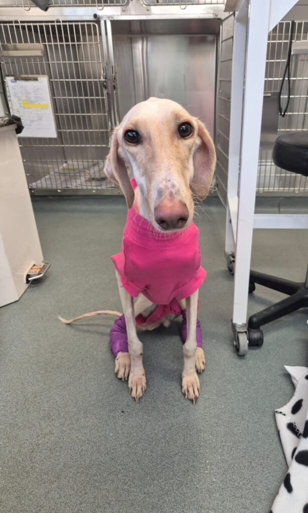 Little lurcher Peanut, who was just skin and bone when she was found collapsed and dumped in a ditch in a country lane, is set to celebrate her first Christmas with her loving new family