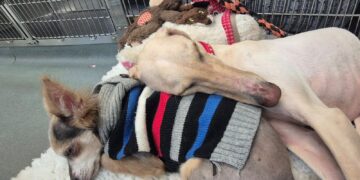 Little lurcher Peanut, who was just skin and bone when she was found collapsed and dumped in a ditch in a country lane, is set to celebrate her first Christmas with her loving new family