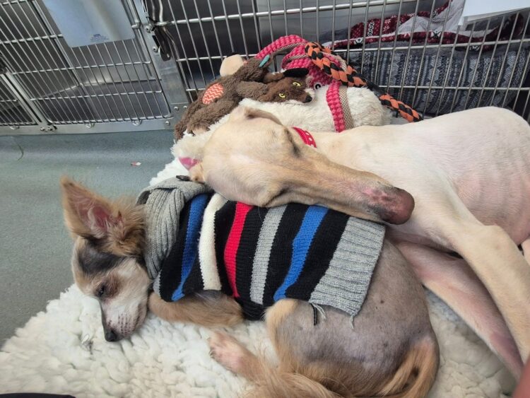 Little lurcher Peanut, who was just skin and bone when she was found collapsed and dumped in a ditch in a country lane, is set to celebrate her first Christmas with her loving new family