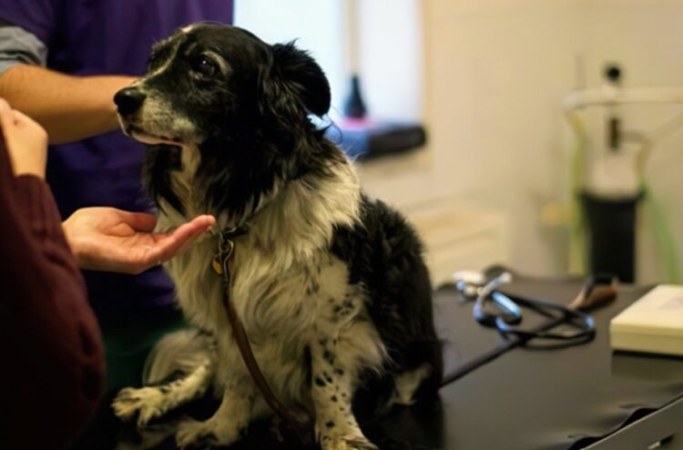Since the 1950s, the Queen’s Veterinary School Hospital and the RSPCA clinic have worked together to provide life-saving veterinary treatment for sick and injured pets from across Cambridge and surrounding areas.