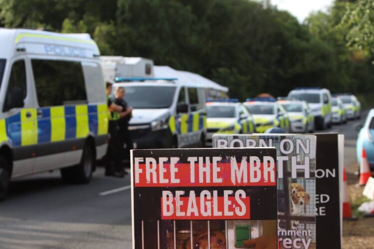 Animal Rising campaigners convicted of burglary after rescuing 18 beagle puppies from MBR Acres have received suspended sentences in a landmark UK ‘Open Rescue’ animal testing case. IMAGE: Animal Rising