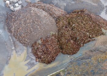 IBA - Incinerator Bottom Ash… ash by name but not by nature, large elements clearly seem within the ‘ash’ Former Saxon brickworks site, Whittlesey. PHOTO: Terry Harris February 17th, 2026