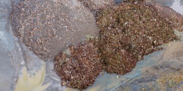 IBA - Incinerator Bottom Ash… ash by name but not by nature, large elements clearly seem within the ‘ash’ Former Saxon brickworks site, Whittlesey. PHOTO: Terry Harris February 17th, 2026