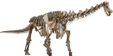 Patagotitan is a titanosaur, part of the long-necked sauropod family of dinosaurs. These were the largest land animals in Earth’s history, and Patagotitan may be the biggest of them all.