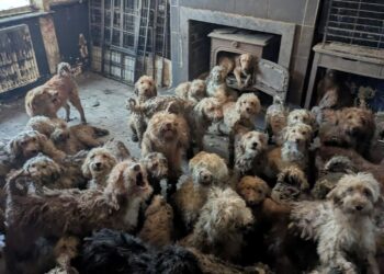 RSPCA confirms shocking photo of 250 poodle-type dogs rescue was real, not AI. Radcliffe Animal Centre details rehabilitation of Eva and Teddy, urging adopters to help.