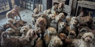 RSPCA confirms shocking photo of 250 poodle-type dogs rescue was real, not AI. Radcliffe Animal Centre details rehabilitation of Eva and Teddy, urging adopters to help.