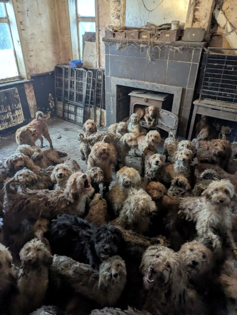 RSPCA confirms shocking photo of 250 poodle-type dogs rescue was real, not AI. Radcliffe Animal Centre details rehabilitation of Eva and Teddy, urging adopters to help.