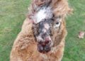 Injured alpaca receiving veterinary care after dog attack at a Wisbech St Mary farm.
