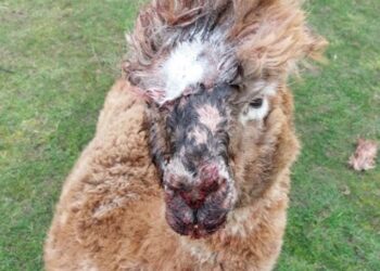 Injured alpaca receiving veterinary care after dog attack at a Wisbech St Mary farm.