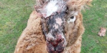 Injured alpaca receiving veterinary care after dog attack at a Wisbech St Mary farm.