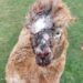 Injured alpaca receiving veterinary care after dog attack at a Wisbech St Mary farm.