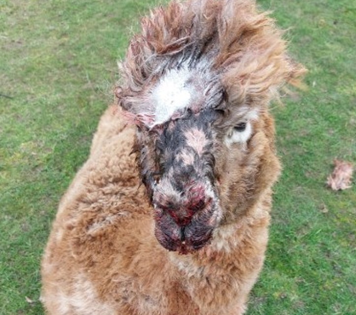 Injured alpaca receiving veterinary care after dog attack at a Wisbech St Mary farm.