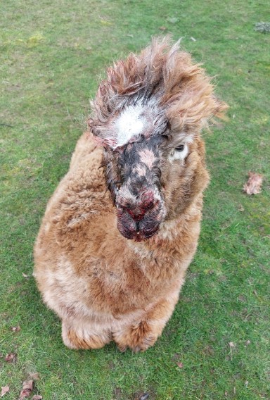 Injured alpaca receiving veterinary care after dog attack at a Wisbech St Mary farm.