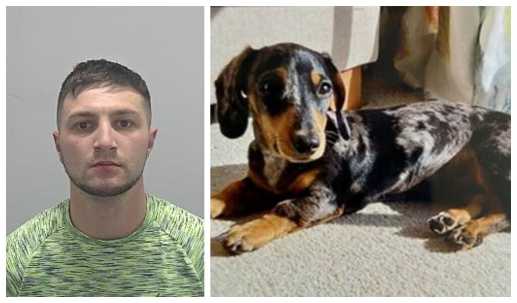 Peggy the Dachshund, who was stolen during a burglary in Toft, has been safely reunited with her owner after Sullivan Lee was jailed for more than five years for the offence.