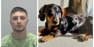 Peggy the Dachshund, who was stolen during a burglary in Toft, has been safely reunited with her owner after Sullivan Lee was jailed for more than five years for the offence.