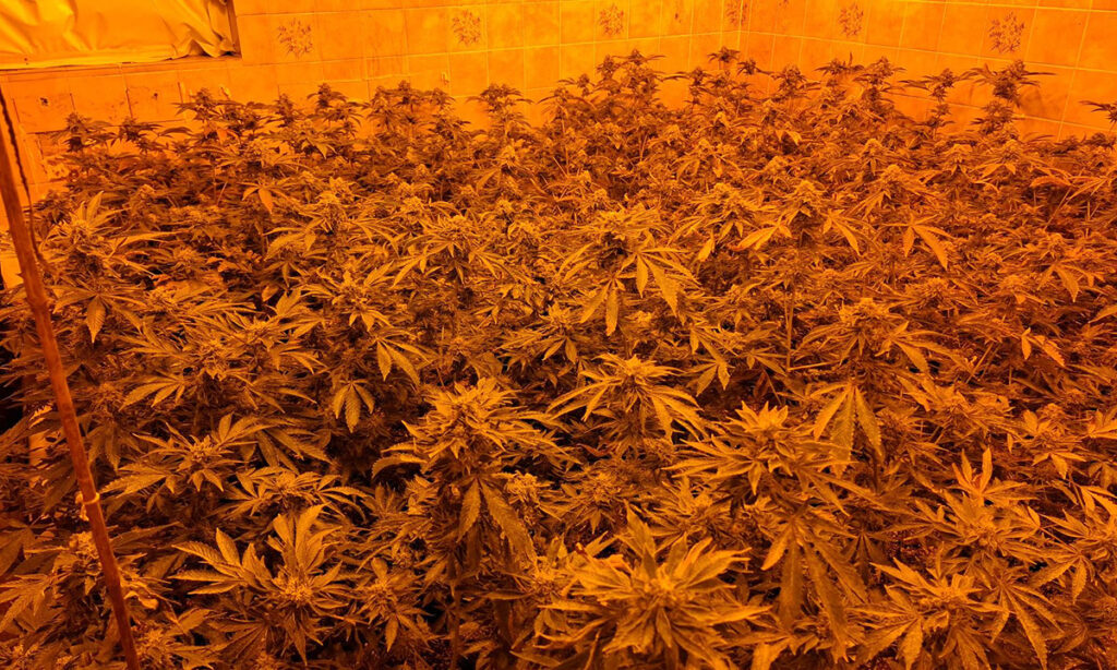 More mature cannabis plants under orange grow lights, denser and showing early flowering buds. Estimated plants: 50–70 PHOTO: Cambridgeshire Police