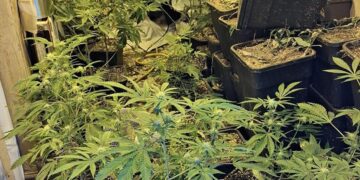 Young cannabis plants in the vegetative stage, short and bushy with bright green leaves and no visible buds. Estimated plants: 40–60 PHOTO: Cambridgeshire Police