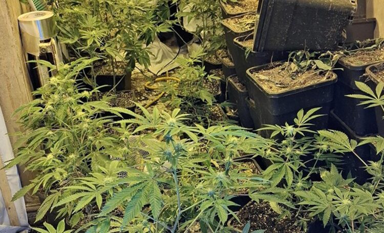 Young cannabis plants in the vegetative stage, short and bushy with bright green leaves and no visible buds. Estimated plants: 40–60 PHOTO: Cambridgeshire Police