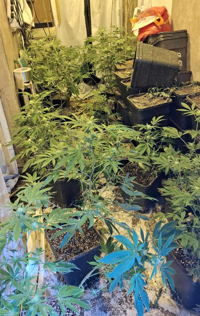 Young cannabis plants in the vegetative stage, short and bushy with bright green leaves and no visible buds. Estimated plants: 40–60 PHOTO: Cambridgeshire Police