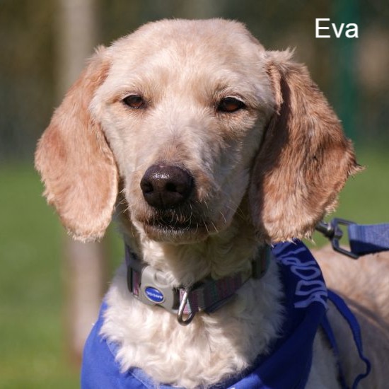 Eva (4) and Teddy (1), rescued from a multi-animal household, now ready for adoption after rehabilitation at Radcliffe Animal Centre.