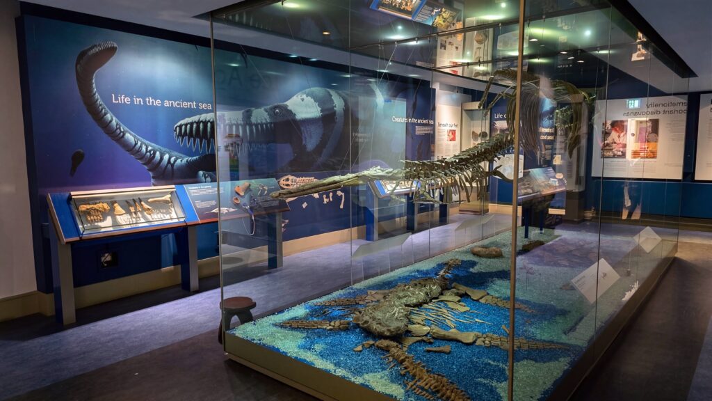 Jurassic Gallery at Peterborough Museum — © Discover Peterborough
