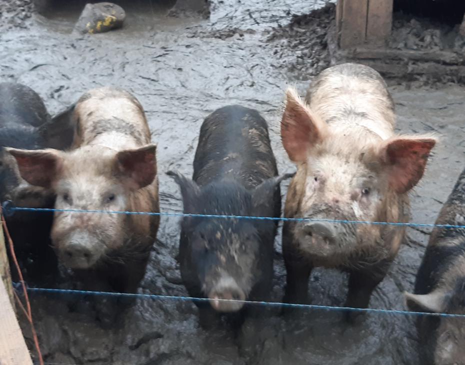 Pigs found living without proper bedding or wallow conditions during repeated Trading Standards inspections.